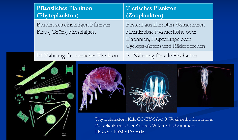 06 01 Plankton
